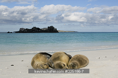 SEA LIONS, GALAPAGOS: Galapagos Sea Lion, resting on beach, (Zalophus wollebaeki), Hood Island, GALAPAGOS