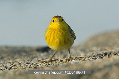 WARBLERS, BIRD: Yellow or Mangrove warbler, (Dendroica petechia bryanti)  Santiago I., Galapagos Islands, ECUADOR
