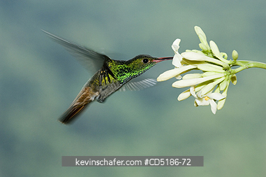 HUMMINGBIRDS: HUMMINGBIRD, Rufous-tailed, (Amazilia tzacatl), at flower, Buenaventura Reserve, El Oro Province, Western Ecuador