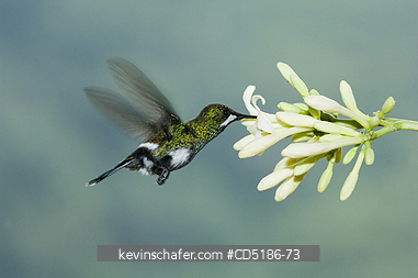 HUMMINGBIRDS: HUMMINGBIRD, Green Thorntail (Popelairia conversii) Female at flower, Buenaventura Reserve, El Oro Province, Western Ecuador