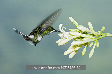 HUMMINGBIRDS: HUMMINGBIRD, Green Thorntail (Popelairia conversii) Female at flower, Buenaventura Reserve, El Oro Province, Western Ecuador