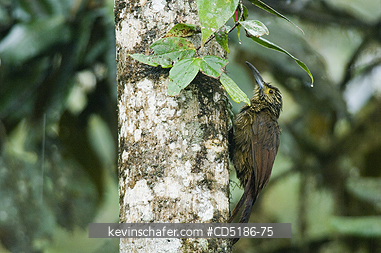 WOODCREEPERS: STRONG-BILLED WOODCREEPER, (Xiphocolaptes promeropirhynchus), Mindo, Ecuador