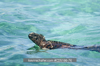IGUANAS: Galapagos Marine Iguana, (Amblyrhynchus cristatus), swimming, Galapagos, Ecuador.