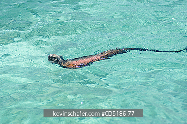 IGUANAS: Galapagos Marine Iguana, (Amblyrhynchus cristatus), swimming, Galapagos, Ecuador.