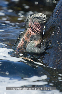 IGUANAS: Galapagos Marine Iguana, (Amblyrhynchus cristatus) Isabela I., Galapagos
