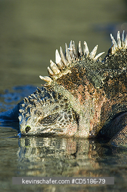 IGUANAS: Galapagos Marine Iguana (Amblyrhynchus cristatus) Resting on shore, Santiago Is.