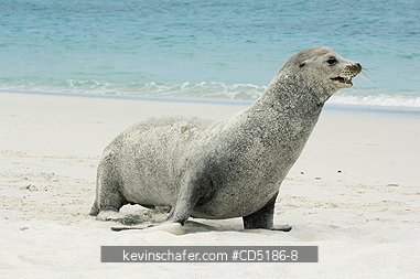 SEA LIONS, GALAPAGOS: Galapagos Sea Lion in sand, (Zalophus wollebaeki), Hood Island, GALAPAGOS