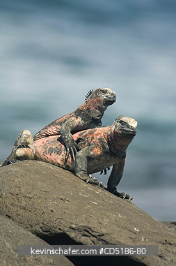 IGUANAS: Galapagos Marine Iguana, (Amblyrhynchus cristatus), Resting, Hood is., GALAPAGOS, ECUADOR