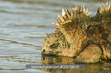 IGUANAS: Galapagos Marine Iguana, (Amblyrhynchus cristatus), Resting on shore