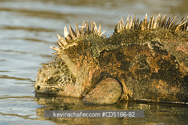 IGUANAS: Galapagos Marine Iguana, (Amblyrhynchus cristatus), Resting on shore
