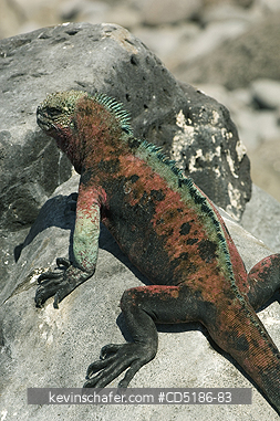 IGUANAS: Galapagos Marine Iguana, (Amblyrhynchus cristatus), Resting, HOOD IS.