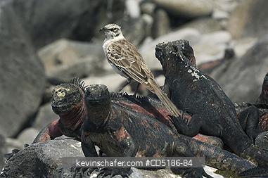 IGUANAS, MOCKINGBIRDS: Galapagos Marine Iguana, (Amblyrhynchus cristatus), and Hood Island Mockingbird, Resting, HOOD IS., GALAPAGOS, ECUADOR