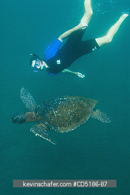 SEA TURTLES, GREEN: Tourist underwater swimming with Green Sea Turtle (Chelonia mydas)   GALAPAGOS islands, ECUADOR.