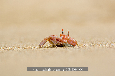 CRABS: Ghost Crab, (Ocypode gaudichaudii), Bartolome Is., GALAPAGOS, Ecuador