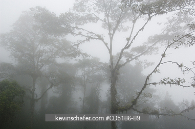 ECUADOR: Cloud Forest, Bellavista Reserve, Western Andes ECUADOR