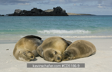 SEA LIONS, GALAPAGOS: Galapagos Sea Lion resting in sand, (Zalophus wollebaeki), Hood Island, GALAPAGOS, Ecuador