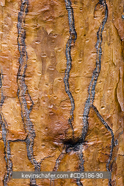 TREES: Cactus Tree Bark, (Opuntia sp.), Santa Cruz Island, GALAPAGOS