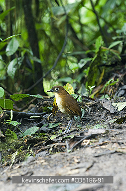ANTPITTAS, BIRD: Yellow-breasted Antpitta, (Grallaria flavotincta), WILD, Western Andes, Ecuador