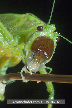 KATYDIDS: Wild Katydid, (Unknown species), Buenaventura Reserve, W. Ecuador