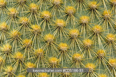 CACTUS, PLANT: Cactus tree spines, (Opuntia sp.), Santa Cruz island, GALAPAGOS