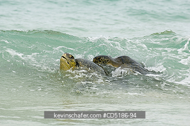 TURTLES, GREEN SEA: Mating Green Sea Turtles, (Chelonia mydas), Floreana Is., GALAPAGOS, ECUADOR