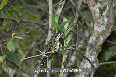 HUMMINGBIRDS: Sword-billed Hummingbird (Ensifera ensifera) Female perched, Yanacocha Reserve near Quito, ECUADOR