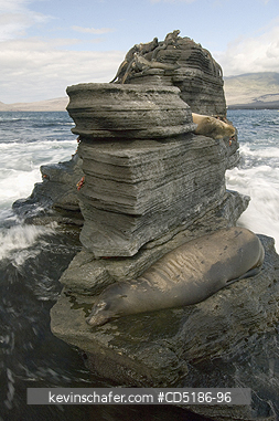 SEA LIONS, GALAPAGOS: Galapagos Sea Lion (Zalophus wollebaeki) Santiago Island, Galapagos islands, Ecuador