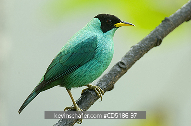 HONEYCREEPERS, BIRD: Green Honeycreeper, (Chlorophanes spiza), Buenaventura Reserve, ECUADOR
