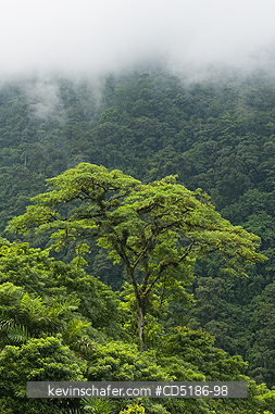 ECUADOR, TREES: Emergent Rainforest Tree, Buenaventura Reserve, El Oro, Western ECUADOR
