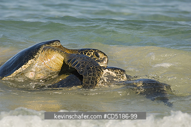 TURTLE: Mating Green Sea Turtles, (Chelonia mydas), Floreana Is., GALAPAGOS