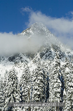 WASHINGTON, US: Winter trees with fresh snow, Snoqualmie Pass GUYE PEAK 5168 feet high, Washington CASCADE MOUNTAINS, USA.