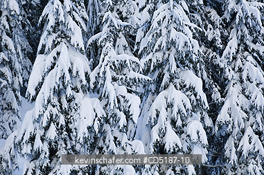 WASHINGTON, US: Winter trees with fresh snow, Snoqualmie Pass Washington CASCADE MOUNTAINS, USA.