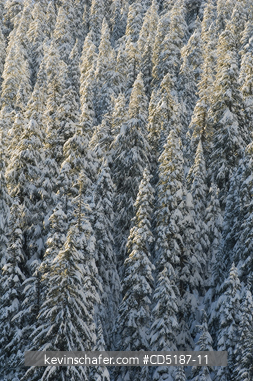 WASHINGTON, US: Winter trees with fresh snow, Snoqualmie Pass , Washington CASCADE MOUNTAINS, USA. SOFT FOCUS