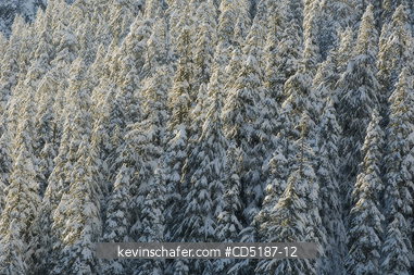 WASHINGTON, US: Winter trees with fresh snow, Snoqualmie Pass Washington CASCADE MOUNTAINS, USA. SOFT FOCUS