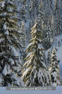 WASHINGTON, US: Winter trees with fresh snow, Snoqualmie Pass Washington CASCADE MOUNTAINS, USA. SOFT FOCUS