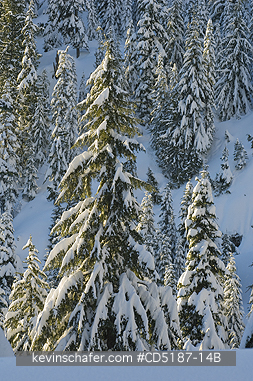 WASHINGTON, USA: Winter trees with fresh snow, Snoqualmie Pass, Washington CASCADE MOUNTAINS, USA. 