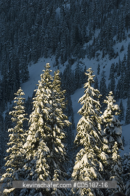 WASHINGTON, US: Winter trees with fresh snow, Snoqualmie Pass, Washington CASCADE MOUNTAINS, USA.