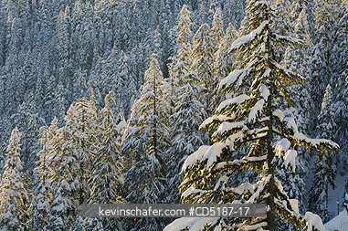 WASHINGTON, US: Winter trees with fresh snow, Snoqualmie Pass , Washington CASCADE MOUNTAINS, USA. SOFT FOCUS