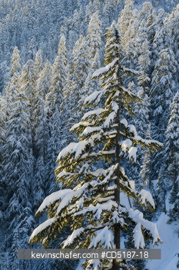 WASHINGTON, US: Winter trees with fresh snow, Snoqualmie Pass, Washington CASCADE MOUNTAINS, USA.  SOFT FOCUS