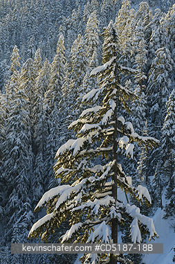 WASHINGTON, USA: Winter trees with fresh snow, Snoqualmie Pass, Washington CASCADE MOUNTAINS, USA. 