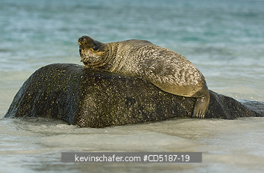 SEA LIONS, GALAPAGOS: Galapagos Sea Lion pup, (Zalophus wollebaeki), Hood Island, GALAPAGOS