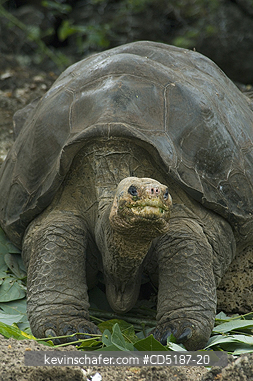 TORTOISE, GIANT GALAPAGOS: Lonesome George - Galapagos Giant Tortoise, last individual from Pinzon Is.,  at the Charles Darwin Center, Santa Cruz Island. Died June 2012