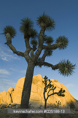 TREES, JOSHUA: Joshua Tree, (Yucca brevifolia), Joshua Tree National Park, California, USA.