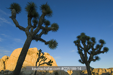 TREES, JOSHUA: Joshua Tree, (Yucca brevifolia), Joshua Tree National Park, California, USA.