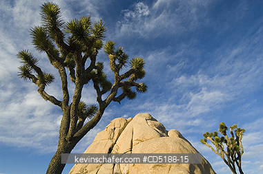 TREES, JOSHUA: Joshua Tree, (Yucca brevifolia), Joshua Tree National Park, California, USA.