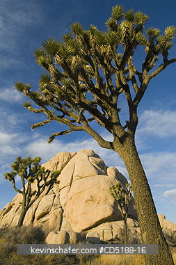 TREES, JOSHUA: Joshua Tree, (Yucca brevifolia), Joshua Tree National Park, California, USA.