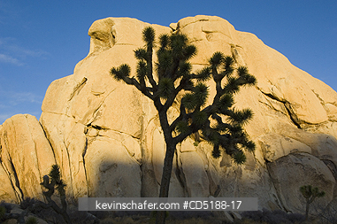 TREES, JOSHUA: Joshua Tree, (Yucca brevifolia), Joshua Tree National Park, California, USA.