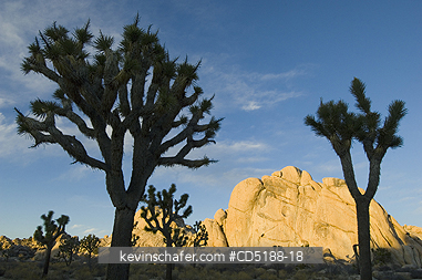 TREES, JOSHUA: Joshua Tree, (Yucca brevifolia), Joshua Tree National Park, California, USA.