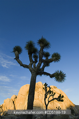 TREES, JOSHUA: Joshua Tree, (Yucca brevifolia), Joshua Tree National Park, California, USA.