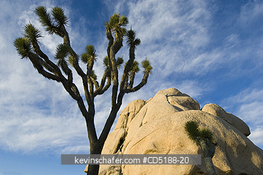TREES, JOSHUA: Joshua Tree, (Yucca brevifolia), Joshua Tree National Park, California, USA.